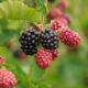 berry, blackberries, fruit, food, vitamins, berry, blackberries, blackberries, blackberries, blackberries, blackberries